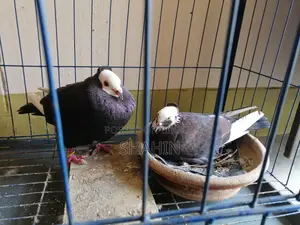 Deshi Golla Pigeon