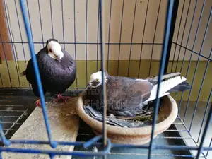 Deshi Golla Pigeon