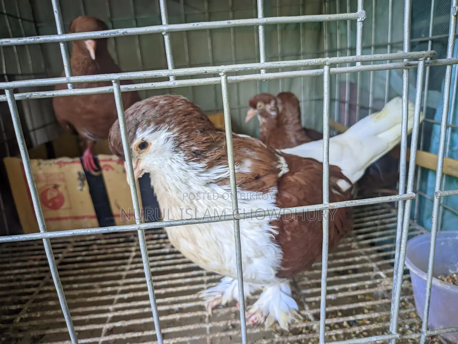লাহরী সিরাজি + গিয়াছুল্লি কবুতর