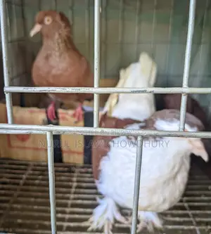 লাহরী সিরাজি + গিয়াছুল্লি কবুতর