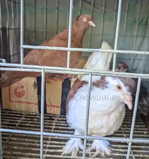 লাহরী সিরাজি + গিয়াছুল্লি কবুতর