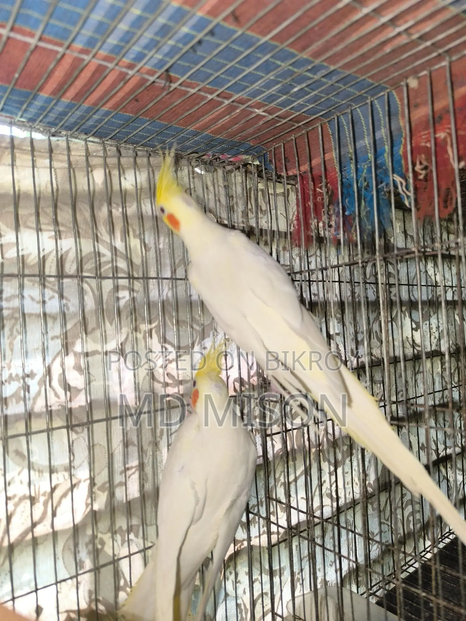 Big Size Red Eye Lutino Cockatiel Pair for Sale
