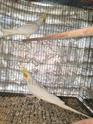 Big Size Red Eye Lutino Cockatiel Pair for Sale