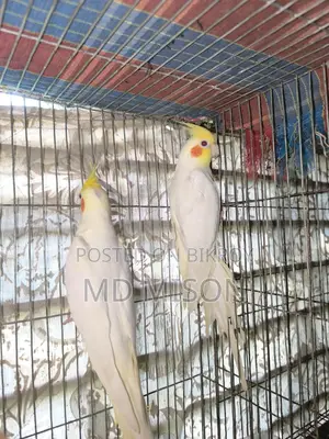 Big Size Red Eye Lutino Cockatiel Pair for Sale