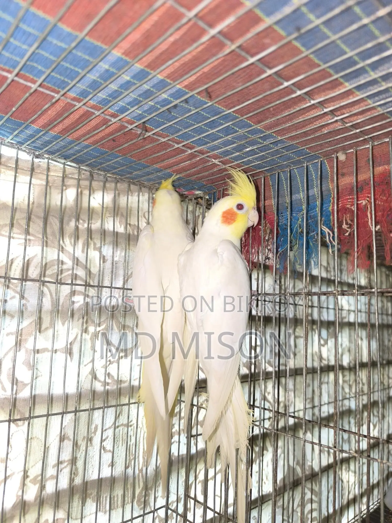Big Size Red Eye Lutino Cockatiel Pair for Sale