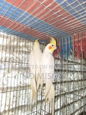 Big Size Red Eye Lutino Cockatiel Pair for Sale