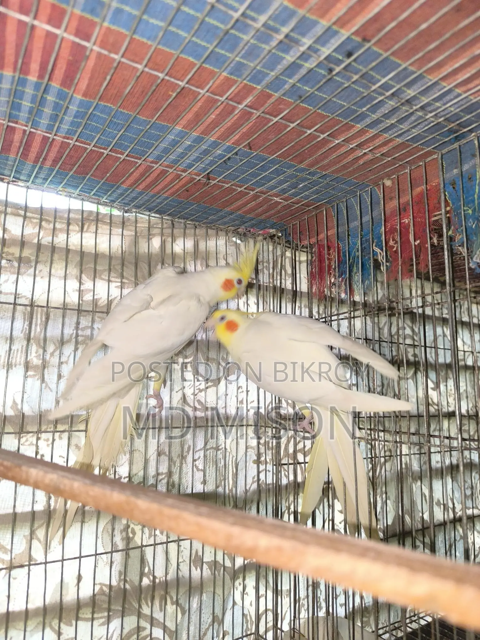 Big Size Red Eye Lutino Cockatiel Pair for Sale