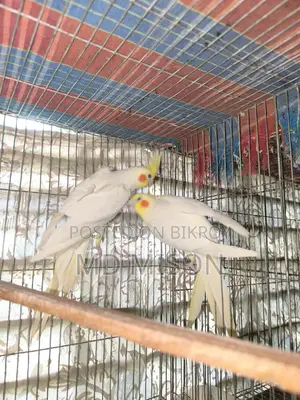 Big Size Red Eye Lutino Cockatiel Pair for Sale