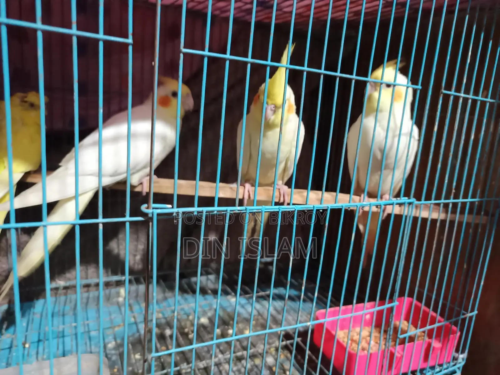 Cockatiel Babies