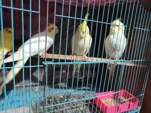 Cockatiel Babies