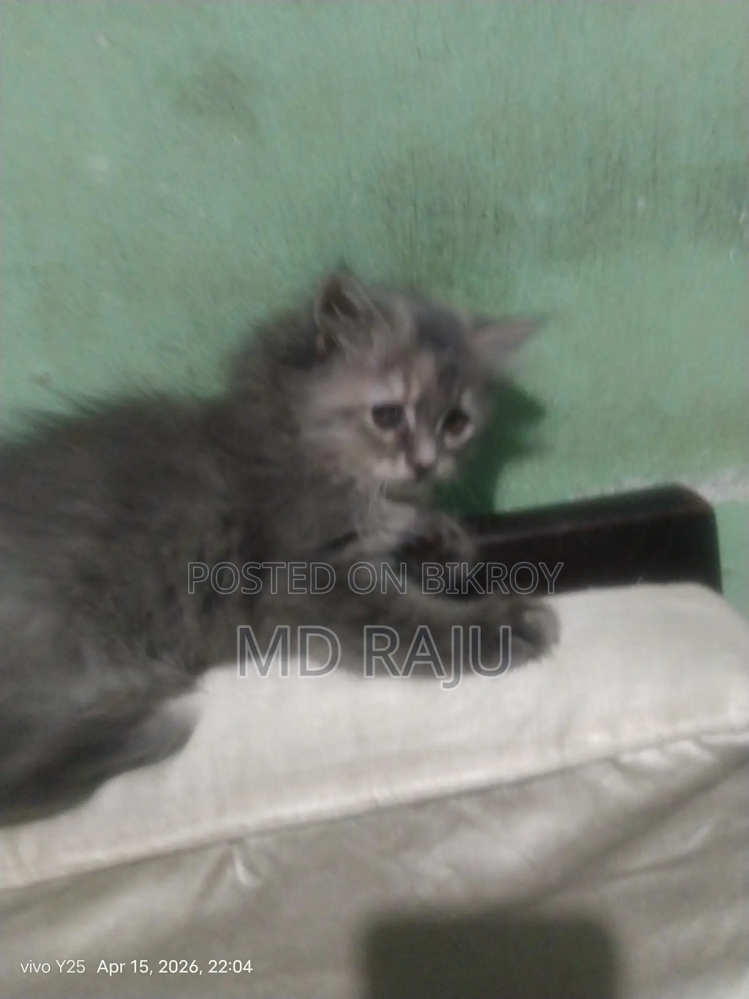 Persian Cat Double Coat