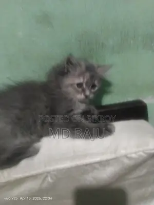 Persian Cat Double Coat