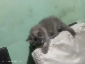 Persian Cat Double Coat