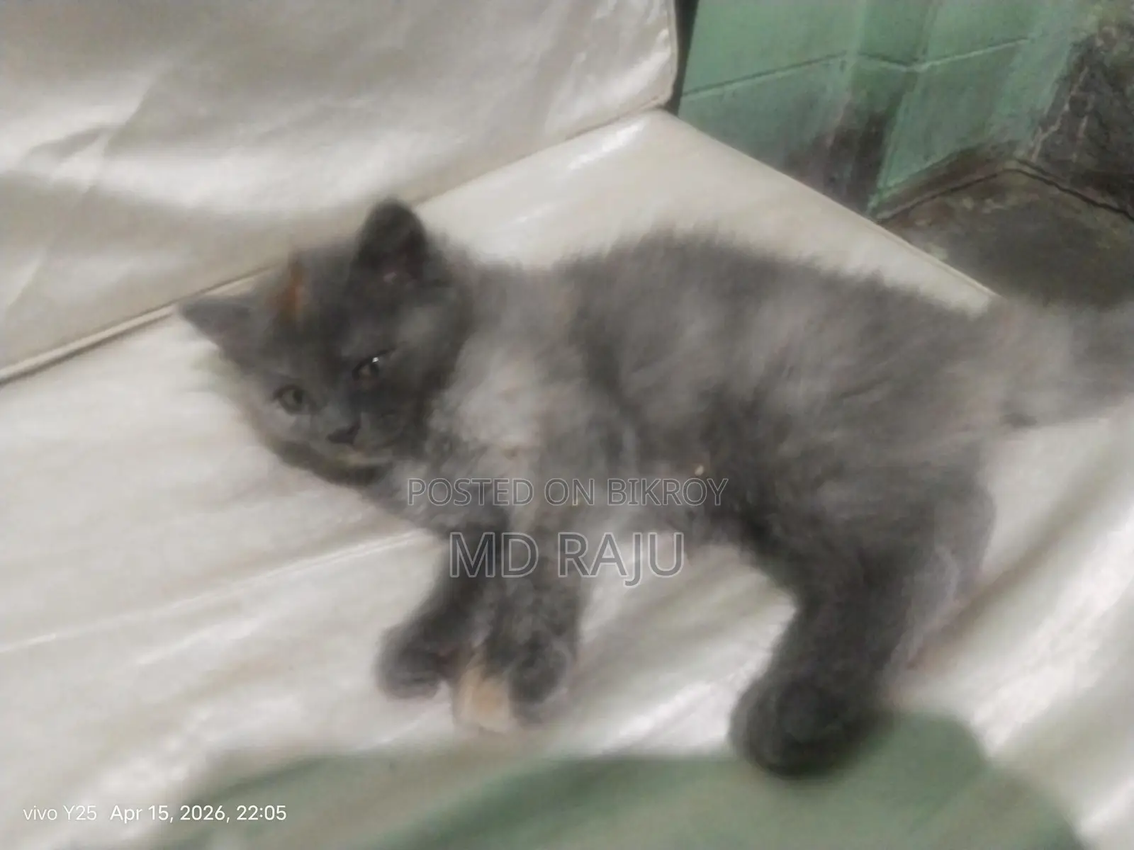 Persian Cat Double Coat