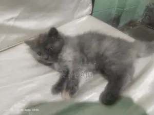 Persian Cat Double Coat