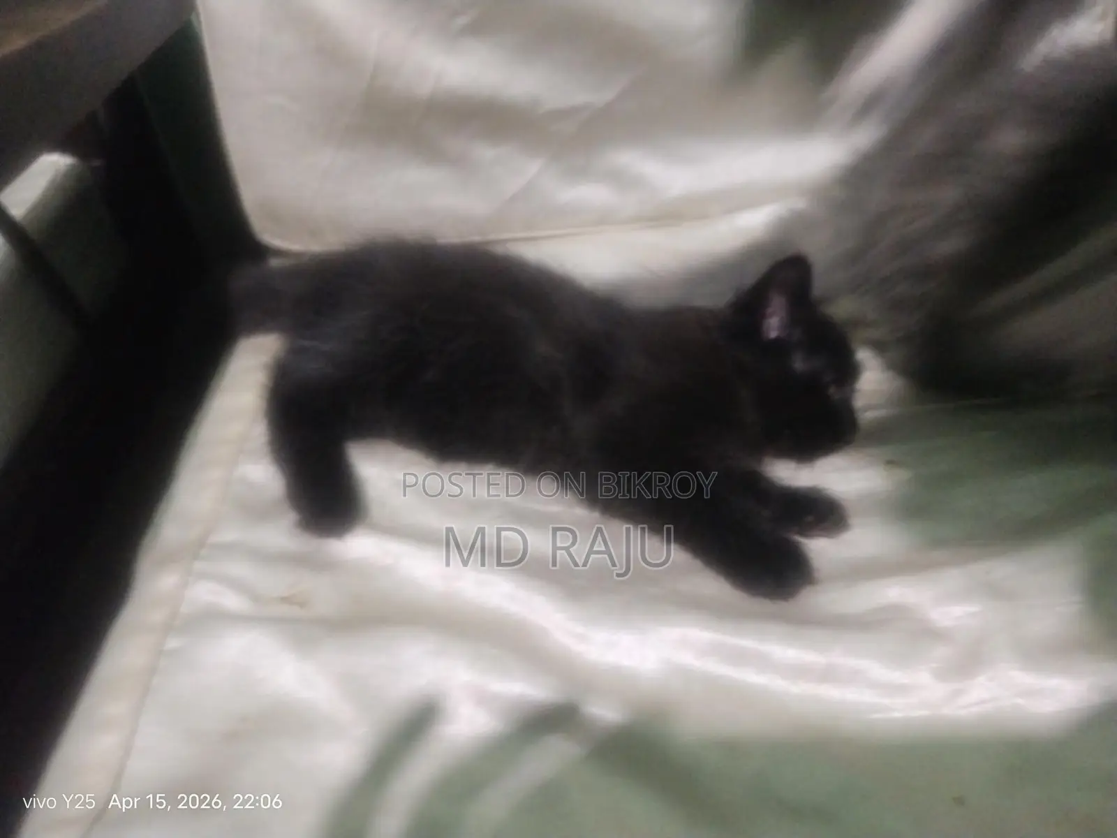 Persian Cat Double Coat