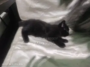 Persian Cat Double Coat