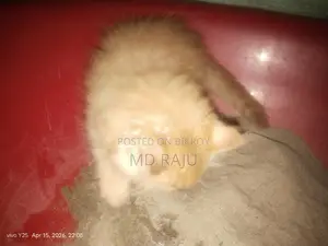 Persian Cat Double Coat