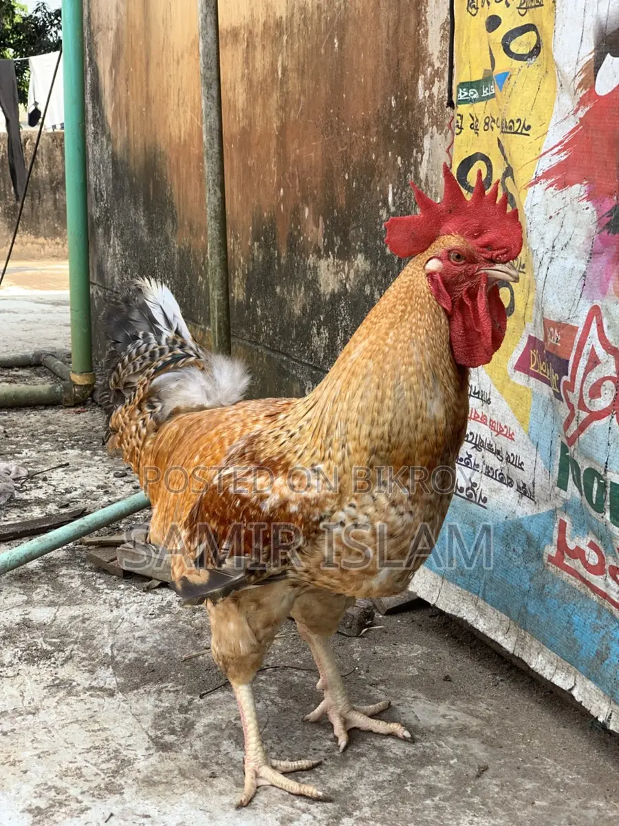 Tiger Rooster for Sale