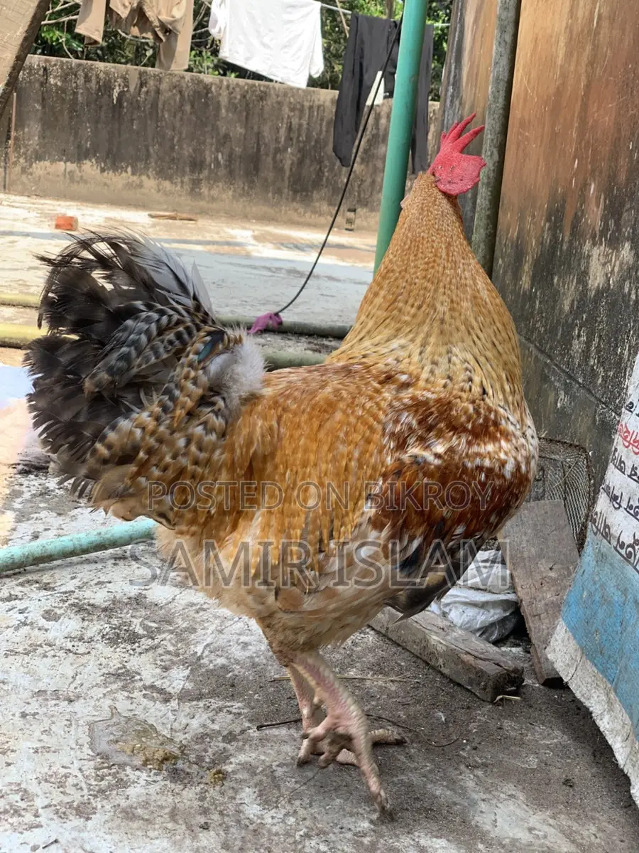 Tiger Rooster for Sale