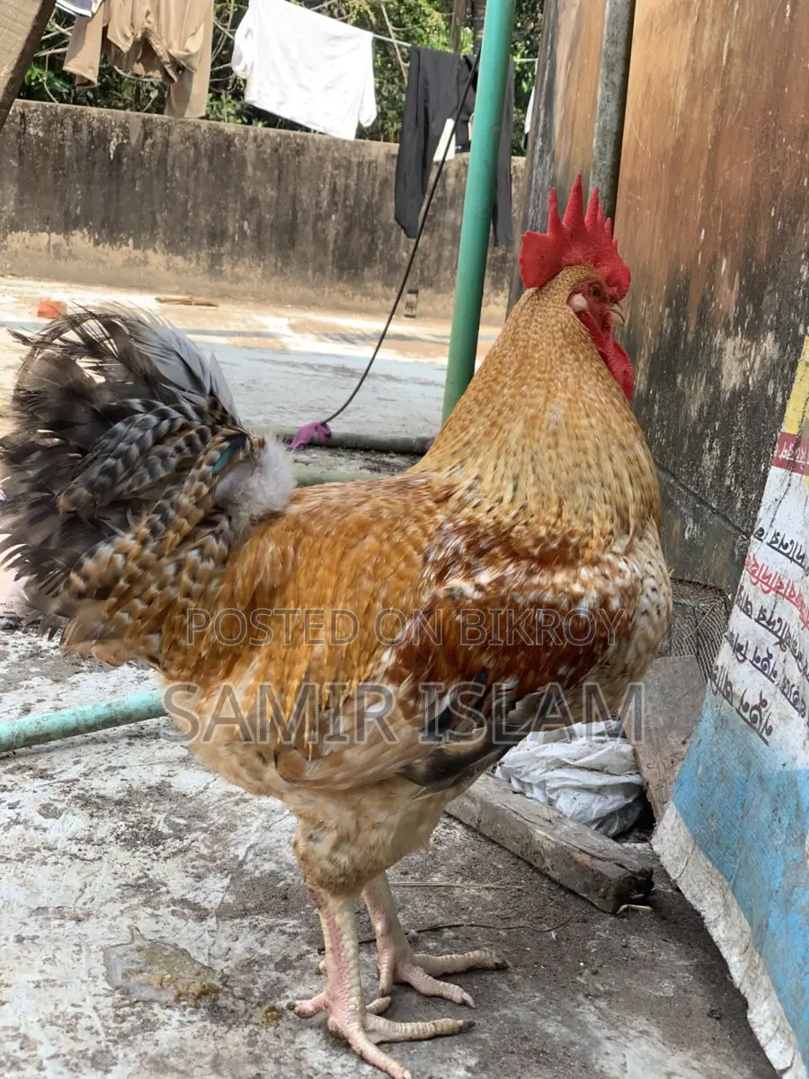 Tiger Rooster for Sale