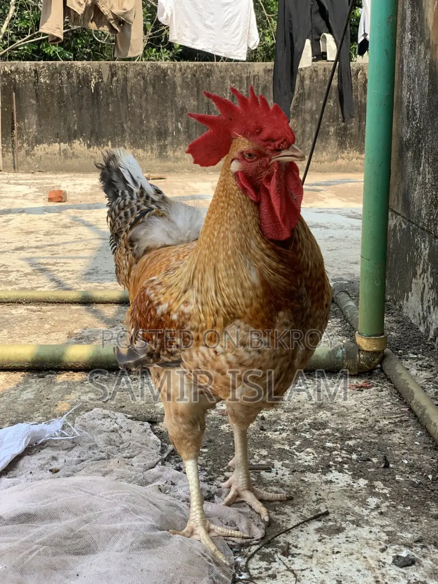 Tiger Rooster for Sale