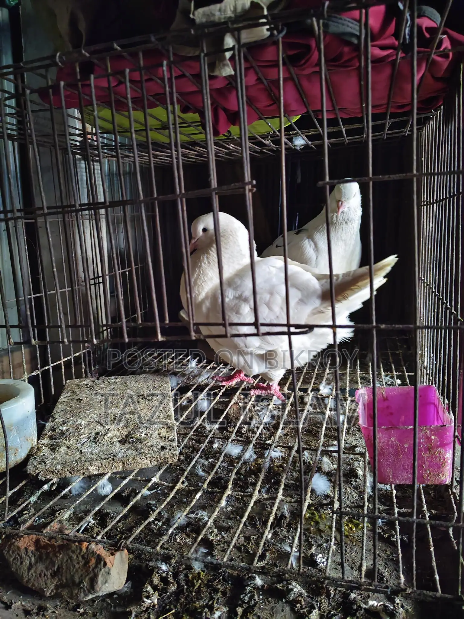 Pair of King Pigeons for Sale