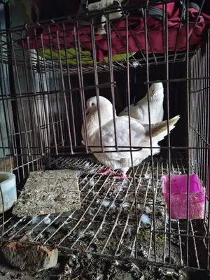 Pair of King Pigeons for Sale