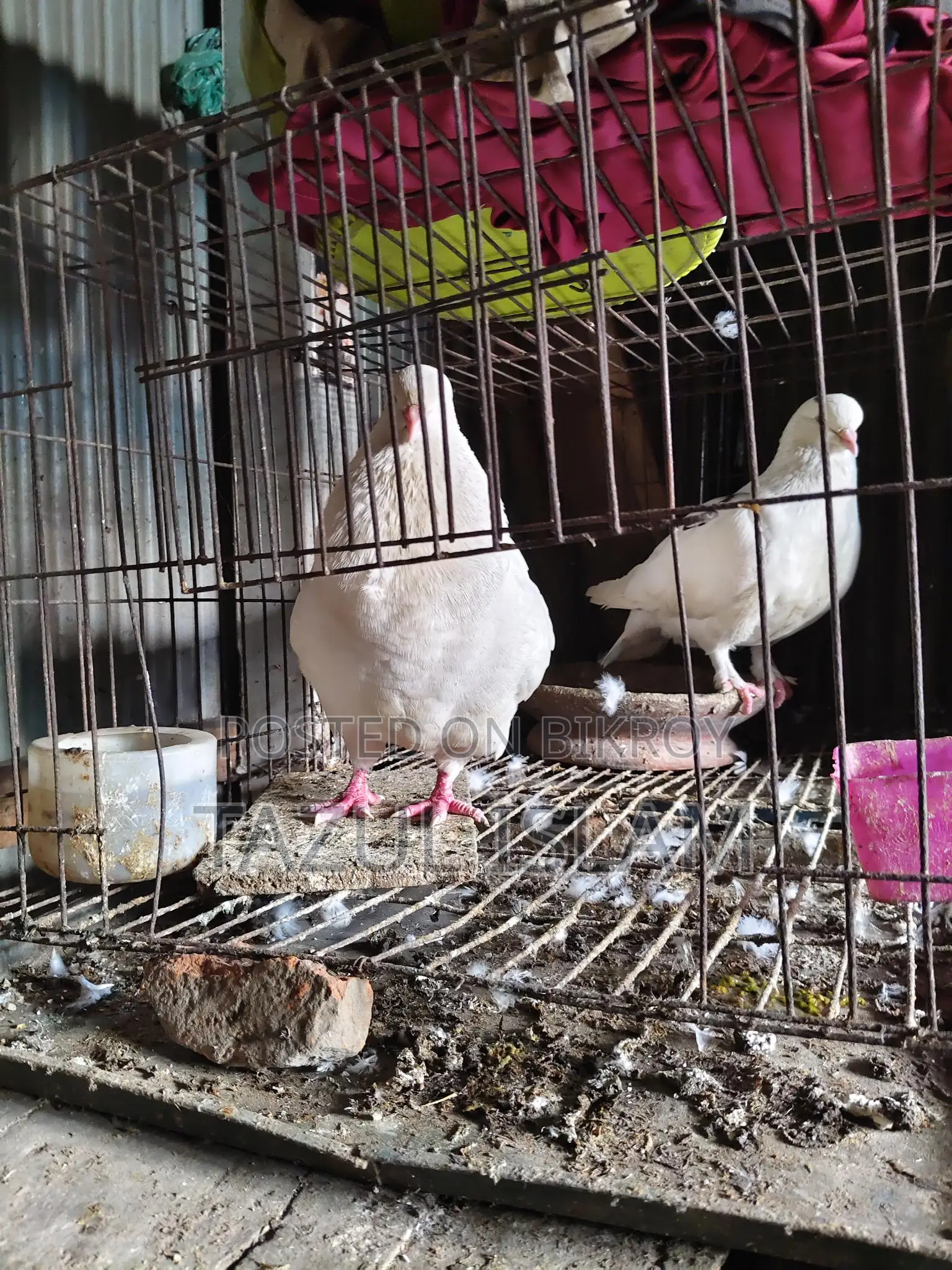 Pair of King Pigeons for Sale