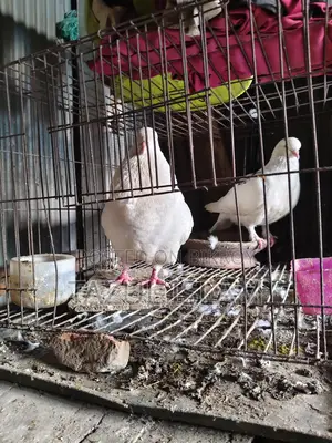 Pair of King Pigeons for Sale