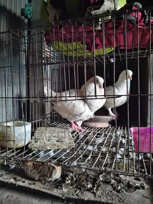 Pair of King Pigeons for Sale