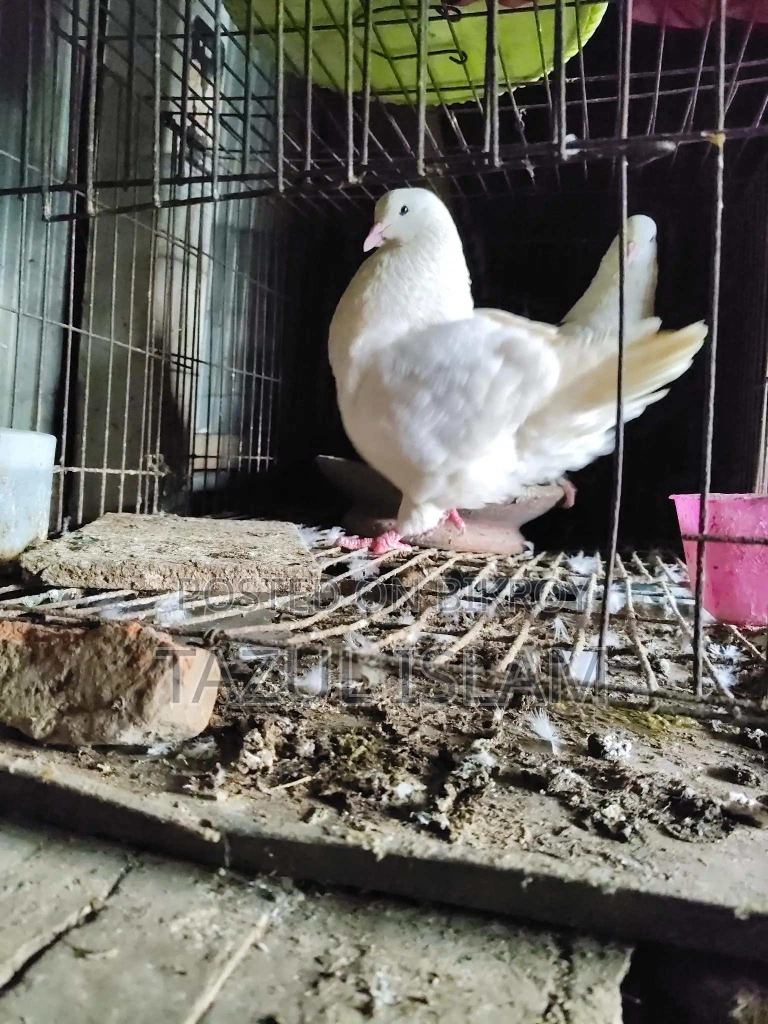Pair of King Pigeons for Sale