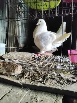 Pair of King Pigeons for Sale