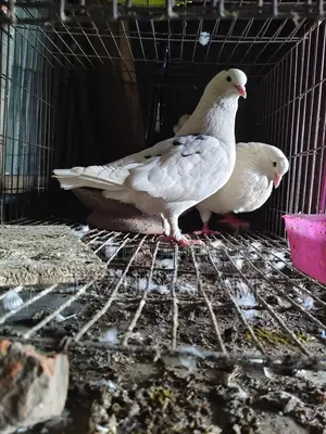 Pair of King Pigeons for Sale