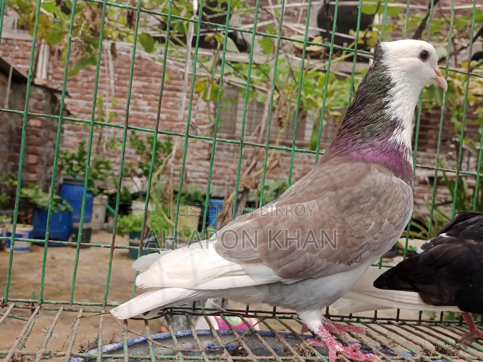 Raj Golla Big Size Male