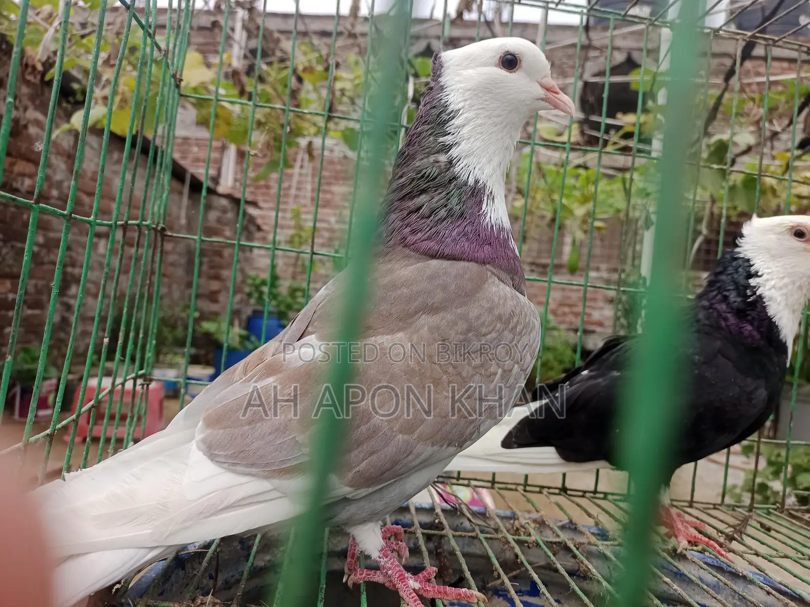 Raj Golla Big Size Male