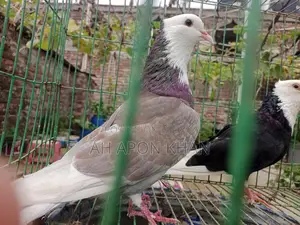Raj Golla Big Size Male