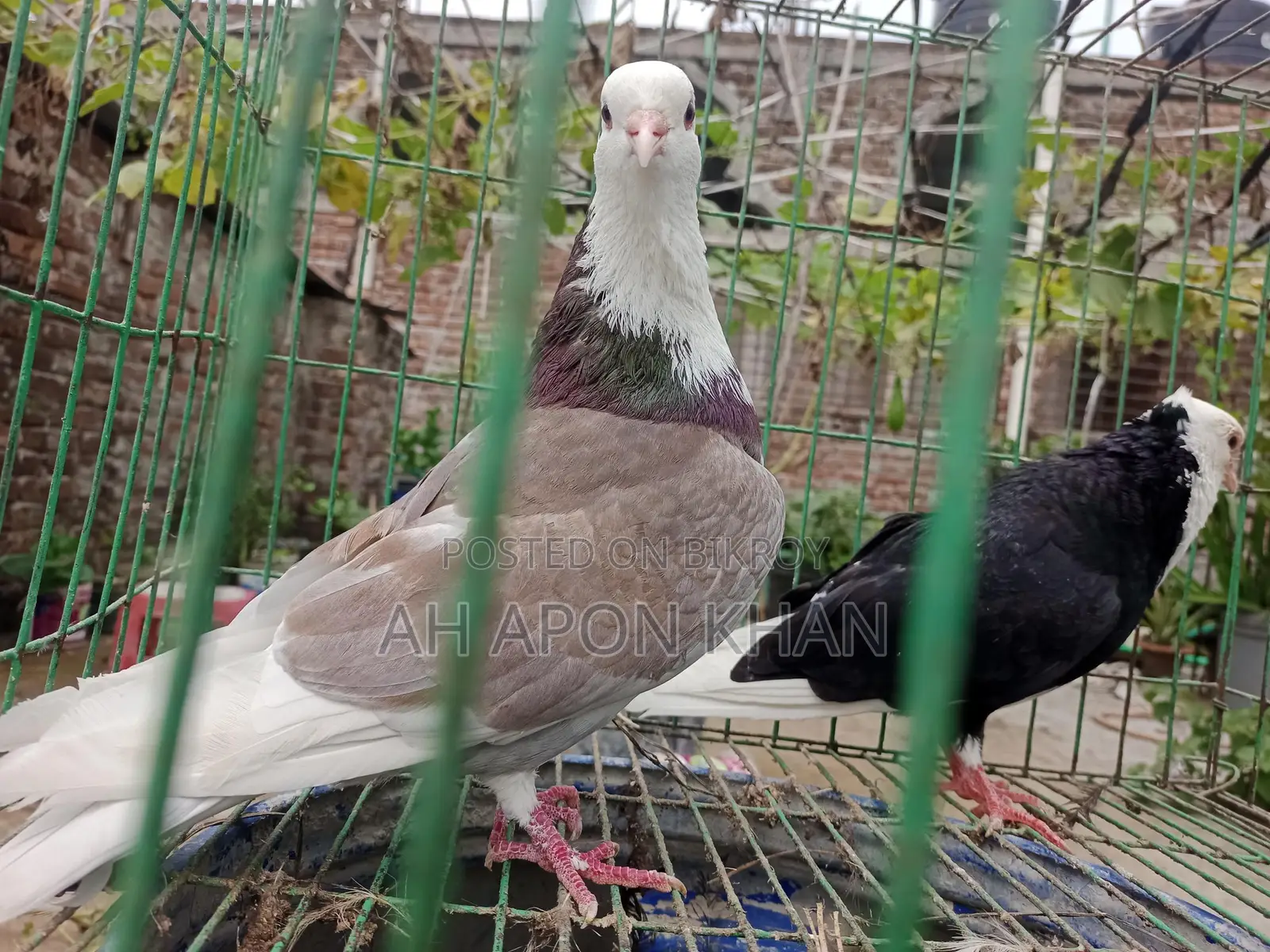 Raj Golla Big Size Male