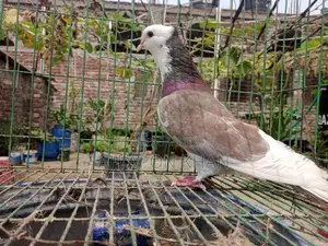 Raj Golla Big Size Male