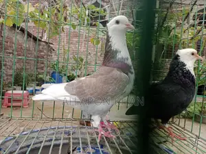Raj Golla Big Size Male