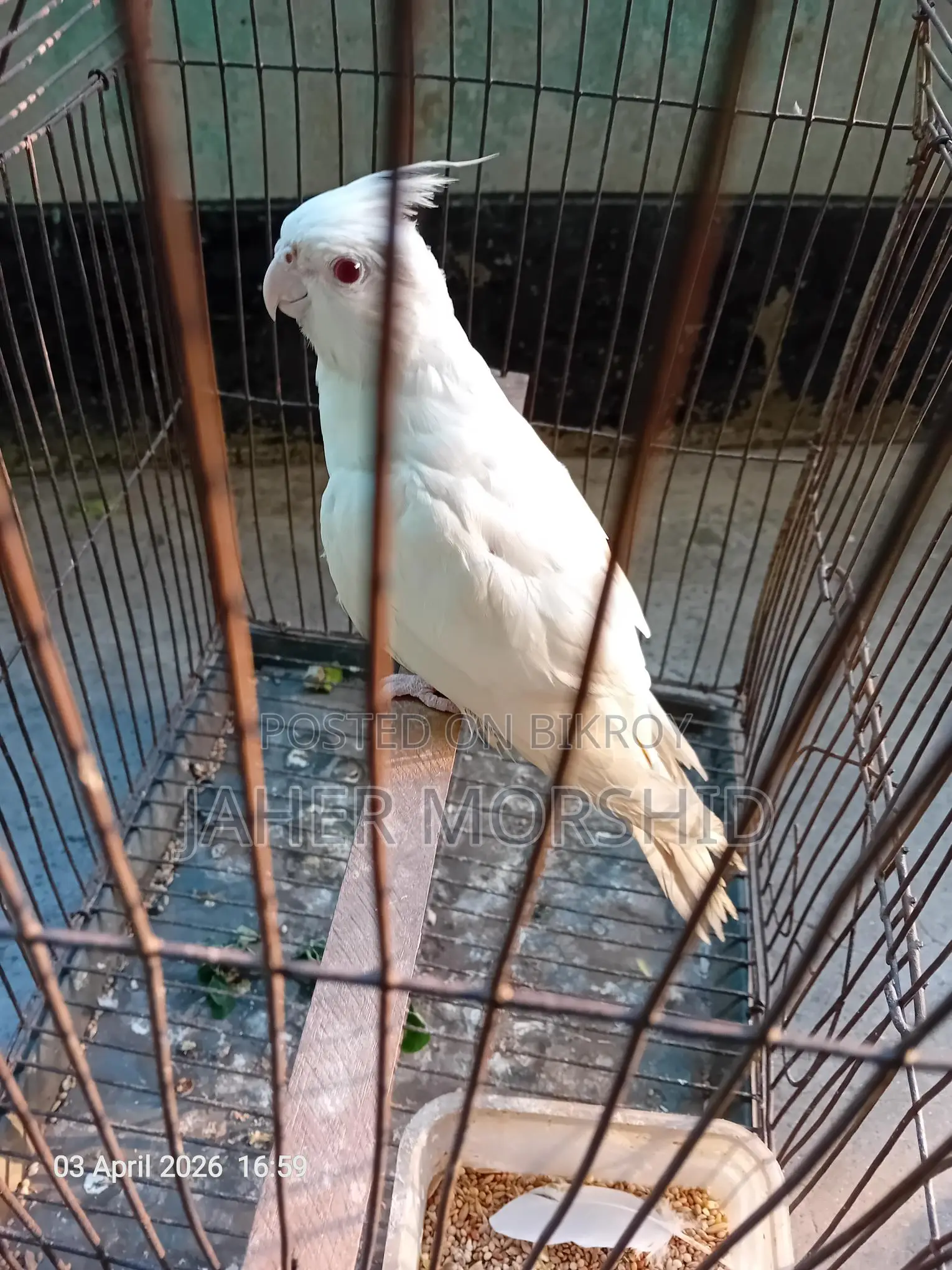 Albino Red Eye Cockatiel Bird for Sale
