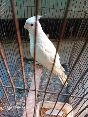 Albino Red Eye Cockatiel Bird for Sale