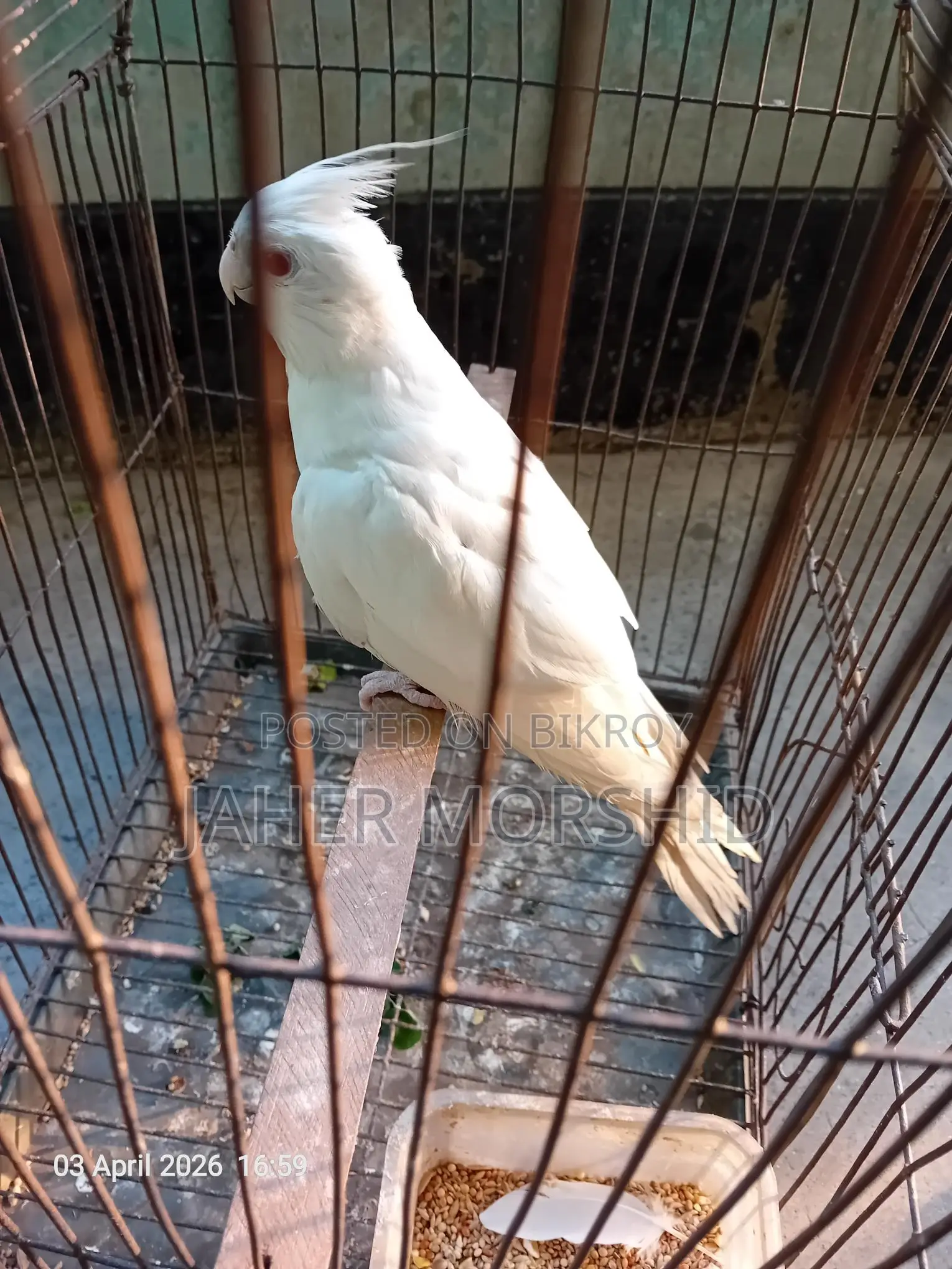 Albino Red Eye Cockatiel Bird for Sale