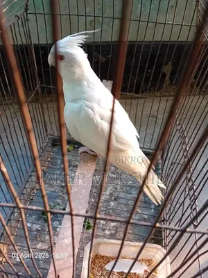 Albino Red Eye Cockatiel Bird for Sale