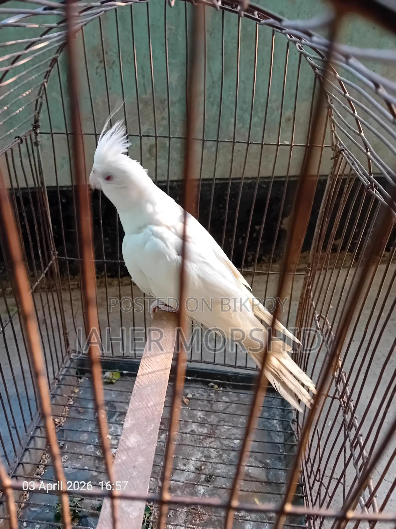Albino Red Eye Cockatiel Bird for Sale