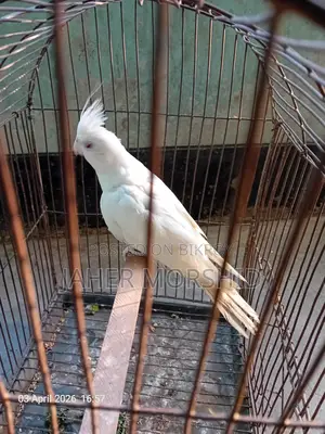 Albino Red Eye Cockatiel Bird for Sale