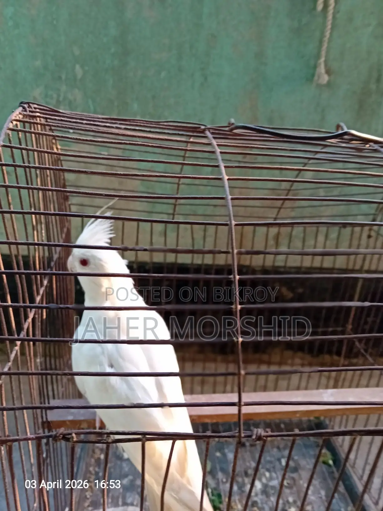 Albino Red Eye Cockatiel Bird for Sale