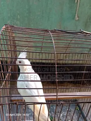Albino Red Eye Cockatiel Bird for Sale