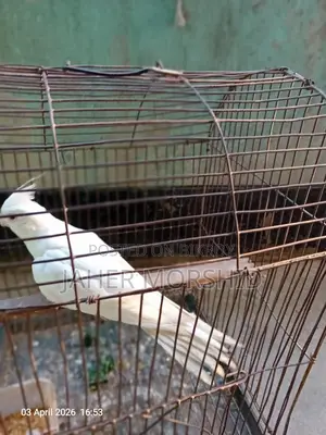 Albino Red Eye Cockatiel Bird for Sale
