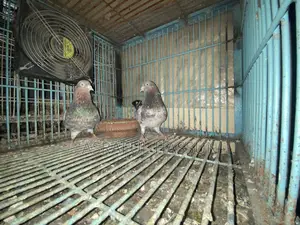 Giribaz Pigeon